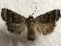  (Abagrotis scopeops - MPG0823-69)  @14 [ ] CreativeCommons - Attribution Non-Commercial Share-Alike (2017) Mat Seidensticker MPG Ranch