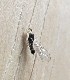  ( - MPGM0731-01)  @12 [ ] CreativeCommons - Attribution Non-Commercial Share-Alike (2018) Unspecified MPG Ranch