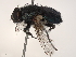  ( - BIOUG48950-B03)  @11 [ ] CreativeCommons - Attribution (2021) CBG Photography Group Centre for Biodiversity Genomics