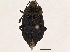  ( - BIOUG50177-B12)  @11 [ ] CreativeCommons - Attribution (2021) CBG Photography Group Centre for Biodiversity Genomics