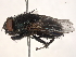  ( - BIOUG51036-F05)  @11 [ ] CreativeCommons - Attribution (2021) CBG Photography Group Centre for Biodiversity Genomics
