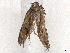  ( - BIOUG49423-C04)  @11 [ ] CreativeCommons - Attribution Share-Alike (2024) CBG Photography Group Centre for Biodiversity Genomics