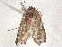  ( - BIOUG49437-A09)  @11 [ ] CreativeCommons - Attribution Share-Alike (2024) CBG Photography Group Centre for Biodiversity Genomics