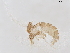  ( - BIOUG49421-G11)  @11 [ ] CreativeCommons - Attribution (2021) CBG Photography Group Centre for Biodiversity Genomics