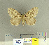  (Imaus munda - CFIA-LEP0121)  @12 [ ] CreativeCommons - Attribution Share-Alike (2010) Canadian Food Inspection Agency Canadian Food Inspection Agency