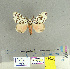  ( - CFIA-LEP0128)  @13 [ ] CreativeCommons - Attribution Share-Alike (2010) Canadian Food Inspection Agency Canadian Food Inspection Agency