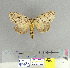  ( - CFIA-LEP0132)  @13 [ ] CreativeCommons - Attribution Share-Alike (2010) Canadian Food Inspection Agency Canadian Food Inspection Agency