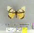  (Numenes contrahens - CFIA-LEP0141)  @14 [ ] CreativeCommons - Attribution Share-Alike (2015) Canadian Food Inspection Agency Canadian Food Inspection Agency