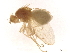  ( - BIOUG50249-A04)  @11 [ ] CreativeCommons - Attribution (2021) CBG Photography Group Centre for Biodiversity Genomics