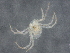  ( - BIOUG51092-C09)  @11 [ ] CreativeCommons - Attribution (2021) CBG Photography Group Centre for Biodiversity Genomics
