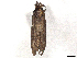 ( - BIOUG51069-D07)  @11 [ ] CreativeCommons - Attribution Share-Alike (2024) CBG Photography Group Centre for Biodiversity Genomics