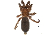  (Haplodrassus eunis - BIOUG17393-A11)  @14 [ ] CreativeCommons - Attribution (2015) CBG Photography Group Centre for Biodiversity Genomics