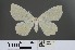  ( - RMNH.INS.27732)  @13 [ ] CreativeCommons - Attribution Non-Commercial No Derivatives (2012) Erik J. van Nieukerken NCB-Naturalis