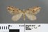  ( - RMNH.INS.27738)  @12 [ ] CreativeCommons - Attribution Non-Commercial No Derivatives (2012) Erik J. van Nieukerken NCB-Naturalis