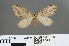  (Chesias isabella - RMNH.INS.27739)  @13 [ ] CreativeCommons - Attribution Non-Commercial No Derivatives (2012) Erik J. van Nieukerken NCB-Naturalis