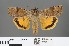  ( - RMNH.INS.27769)  @14 [ ] CreativeCommons - Attribution Non-Commercial No Derivatives (2012) Erik J. van Nieukerken NCB-Naturalis