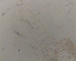  ( - SW-00006)  @11 [ ] CreativeCommons - Attribution (2010) Unspecified Centre for Biodiversity Genomics