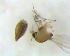  ( - SW-00032)  @12 [ ] CreativeCommons - Attribution (2010) Unspecified Centre for Biodiversity Genomics