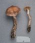  (Cortinarius bulbosus - MQ19-CMMF001440)  @11 [ ] CreativeCommons - Attribution Non-Commercial No Derivatives (1991) Yves Lamoureux Universite de Montreal, Biodiversity Center
