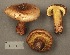  (Cortinarius aff. nanceiensis - MQ19-CMMF001811)  @11 [ ] CreativeCommons - Attribution Non-Commercial No Derivatives (1992) Yves Lamoureux Universite de Montreal, Biodiversity Center