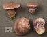  (Cortinarius aff. caerulescens - MQ19-CMMF001828)  @11 [ ] CreativeCommons - Attribution Non-Commercial No Derivatives (1992) Yves Lamoureux Universite de Montreal, Biodiversity Center