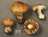  (Cortinarius badiolatus - MQ19-CMMF001978)  @11 [ ] CreativeCommons - Attribution Non-Commercial No Derivatives (1993) Yves Lamoureux Universite de Montreal, Biodiversity Center