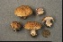  (Cortinarius aff. magicus - MQ18-CMMF002051)  @11 [ ] CreativeCommons - Attribution Non-Commercial No Derivatives (1993) Université de Montréal Biodiversity Centre Université de Montréal Biodiversity Centre