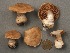  (Cortinarius sp. IUMQ3775 Athabasci - MQ19-CMMF002052)  @11 [ ] CreativeCommons - Attribution Non-Commercial No Derivatives (1993) Yves Lamoureux Universite de Montreal, Biodiversity Center