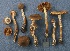  (Cortinarius lindstroemii - MQ19-CMMF002993)  @11 [ ] CreativeCommons - Attribution Non-Commercial No Derivatives (1996) Yves Lamoureux Universite de Montreal, Biodiversity Center