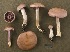  (Cortinarius deceptivus - MQ19-CMMF003065)  @11 [ ] CreativeCommons - Attribution Non-Commercial No Derivatives (1997) Yves Lamoureux Universite de Montreal, Biodiversity Center
