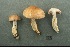  (Cortinarius sobrius - MQ18-CMMF003082)  @11 [ ] CreativeCommons - Attribution Non-Commercial No Derivatives (1997) Université de Montréal Biodiversity Centre Université de Montréal Biodiversity Centre