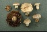  (Cortinarius montebelloensis - MQ18-CMMF003134)  @11 [ ] CreativeCommons - Attribution Non-Commercial No Derivatives (1997) Université de Montréal Biodiversity Centre Université de Montréal Biodiversity Centre