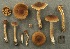  (Cortinarius aff. fulvescens - MQ19-CMMF003387)  @11 [ ] CreativeCommons - Attribution Non-Commercial No Derivatives (1999) Yves Lamoureux Universite de Montreal, Biodiversity Center
