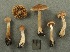  (Cortinarius aff. leiocastaneus - MQ19-CMMF003393)  @11 [ ] CreativeCommons - Attribution Non-Commercial No Derivatives (1999) Yves Lamoureux Universite de Montreal, Biodiversity Center
