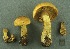  (Cortinarius sp. IUMQ2793 - MQ19-CMMF003460)  @11 [ ] CreativeCommons - Attribution Non-Commercial No Derivatives (2000) Yves Lamoureux Universite de Montreal, Biodiversity Center