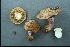 (Cortinarius aff. violaeomacumatus - MQ18-CMMF003481)  @11 [ ] CreativeCommons - Attribution Non-Commercial No Derivatives (2000) Université de Montréal Biodiversity Centre Université de Montréal Biodiversity Centre
