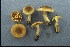  (Cortinarius sp. IUMQ3684 Leprocybe - MQ18-CMMF003539)  @11 [ ] CreativeCommons - Attribution Non-Commercial No Derivatives (2000) Université de Montréal Biodiversity Centre Université de Montréal Biodiversity Centre