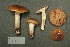  (Cortinarius mucosus - MQ19-CMMF000375)  @11 [ ] CreativeCommons - Attribution Non-Commercial No Derivatives (1988) Yves Lamoureux Universite de Montreal, Biodiversity Center