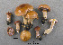  ( - MQ19-YL4107-CMMF020700)  @11 [ ] CreativeCommons - Attribution Non-Commercial No Derivatives (2008) Yves Lamoureux Universite de Montreal, Biodiversity Center
