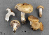  ( - MQ19-YL4204-CMMF020714)  @11 [ ] CreativeCommons - Attribution Non-Commercial No Derivatives (2011) Yves Lamoureux Universite de Montreal, Biodiversity Center