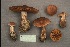 (Cortinarius clarisordidus - MQ19-CMMF000857)  @11 [ ] CreativeCommons - Attribution Non-Commercial No Derivatives (1989) Yves Lamoureux Universite de Montreal, Biodiversity Center
