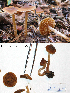  (Cortinarius sp. IUMQ3604 Obtusus - MQ18-HL0567-QFB30001)  @11 [ ] Copyright (2009) Herman Lambert Unspecified