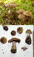  (Cortinarius aff. ionophyllus - MQ18-HL0983-QFB30019)  @11 [ ] Copyright (2011) Herman Lambert Unspecified