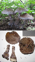  (Cortinarius boreicyanites - MQ18-HL1041-QFB30022)  @11 [ ] Copyright (2011) Herman Lambert Unspecified