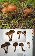  (Cortinarius sagacitas - MQ18-HL1120-QFB30031)  @11 [ ] Copyright (2011) Herman Lambert Unspecified