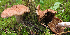  ( - MQ18-HL1342-QFB30042)  @11 [ ] Copyright (2014) Herman Lambert Unspecified
