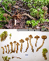  (Cortinarius angelesianus - MQ18-HL1363-QFB30044)  @11 [ ] Copyright (2014) Herman Lambert Unspecified