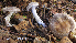  (Cortinarius valgus - MQ18-HL1376-QFB30048)  @11 [ ] Copyright (2014) Herman Lambert Unspecified