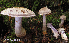  (Cortinarius anomalus - MQ18-HL1492-QFB30079)  @11 [ ] Copyright (2016) Herman Lambert Unspecified