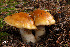  ( - MQ18-HRL604-QFB29909)  @11 [ ] Copyright (2010) Renée Lebeuf Unspecified